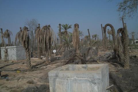 مشكلة المياه الجوفية تقتل أشجار النخيل واقفة وتجبر المواطنين على مغادرة مزراعهم نهائيا