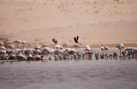 هيئة البيئة أبوظبي تكشف عن أكبر مستعمرة لتكاثر طيور الفلامنجو الكبير في محمية الوثبة 