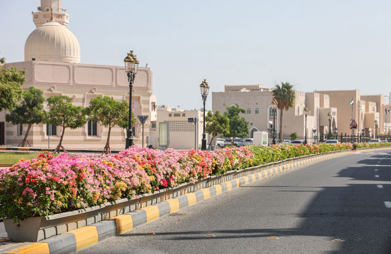 بلدية دبا الحصن تزرع 55 ألف شتلة لتعزيز الغطاء النباتي والمشهد الجمالي