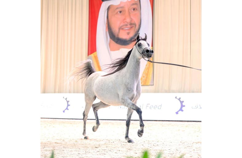 المهرة «رنيم» الأجمل في اليوم الثاني لبطولة الإمارات للخيول العربية