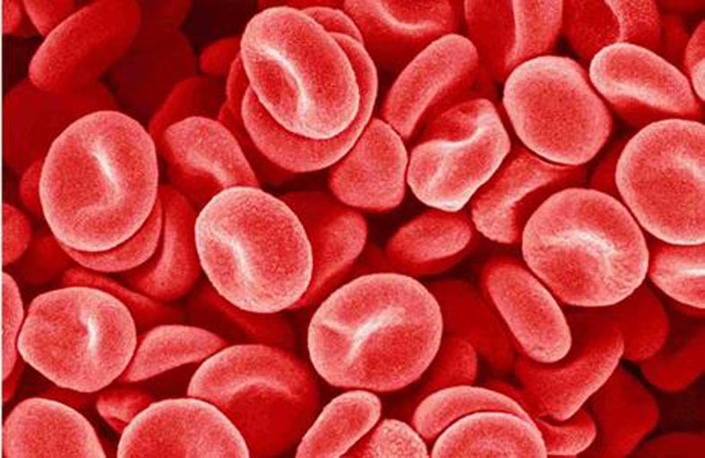 تصوير فائق السرعة لحركة خلايا الدم