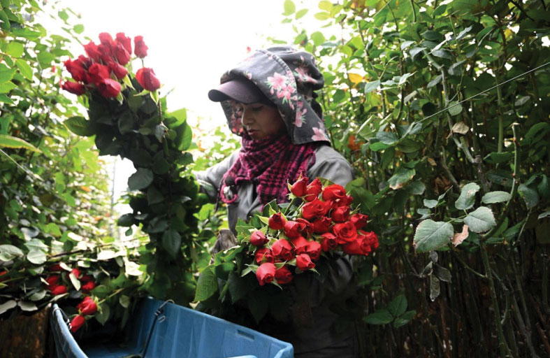 كولومبيا تصدّر 700 مليون زهرة في عيد الحب 