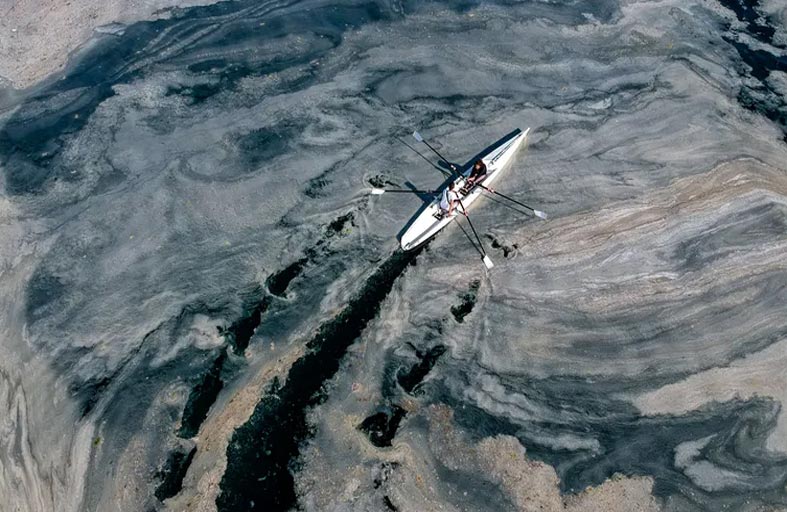 ما هي العوالق النباتية وكيف يسرق تغير المناخ لون المحيطات؟