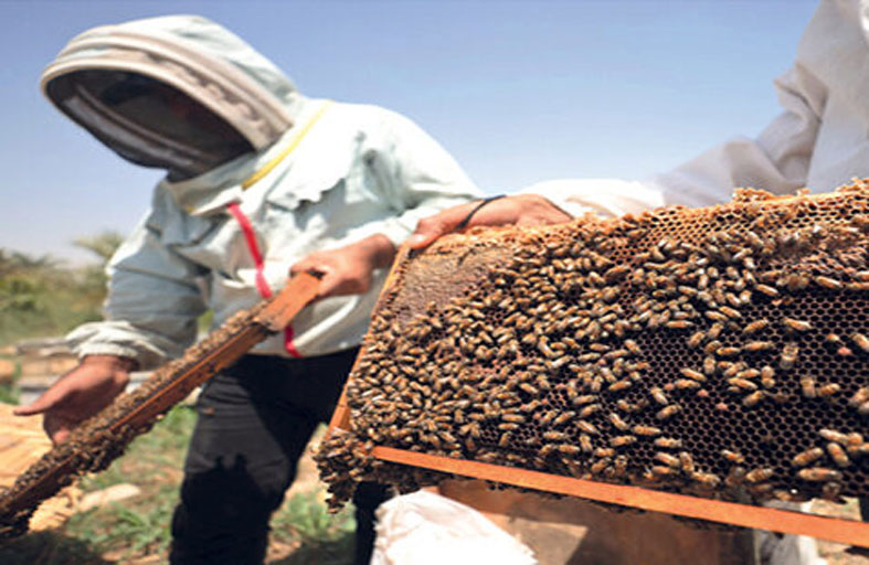 النحل يعاند الجفاف لإنتاج العسل في العراق 