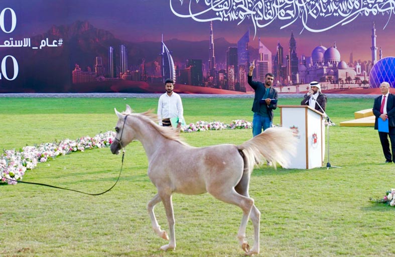 4 ملايين درهم مبيعات مزاد عجمان للخيول العربية الأصيلة