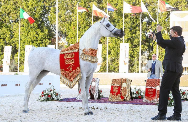 الصين تستضيف المهرجان الدولي لجمال الخيول العربية سبتمبر المقبل