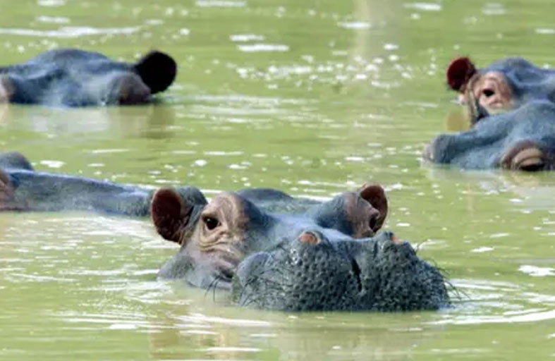 أفراس النهر تقتل 4 شباب