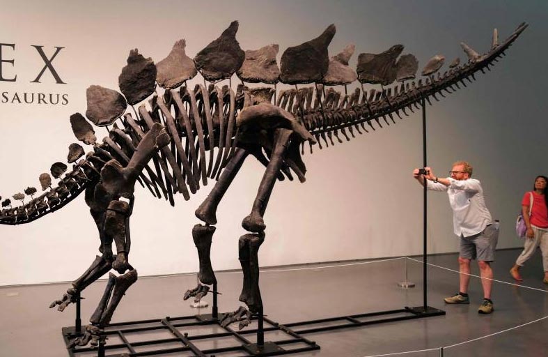 عرض أكبر هيكل عظمي لديناصور ستيغوصور للبيع 