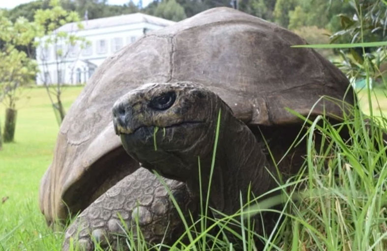 شائعة وفاة أقدم سلحفاة تتحول لأكبر عملية نصب 