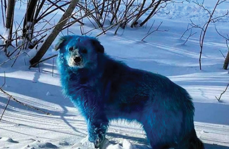 الكلاب الزرقاء في أوكرانيا.. حقيقة أم خدعة بصرية؟