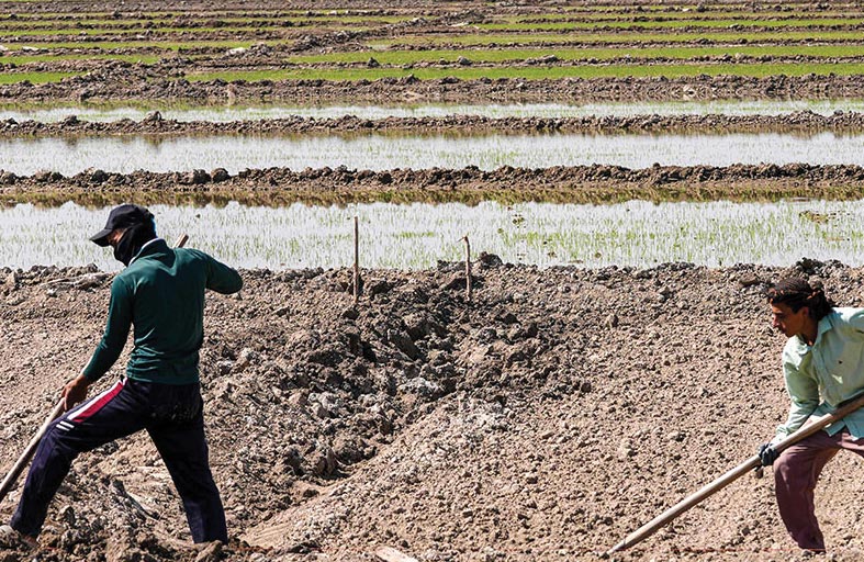 عراقيون يبتكرون طرقا حديثة لإنقاذ زراعة الأرز 