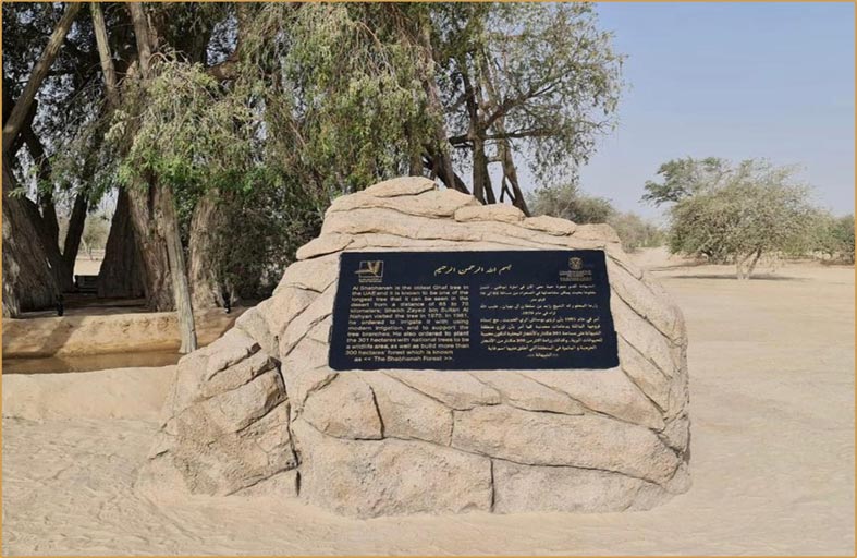 مبادرة تطوير شجرة الغاف في غابة الشبهانة 