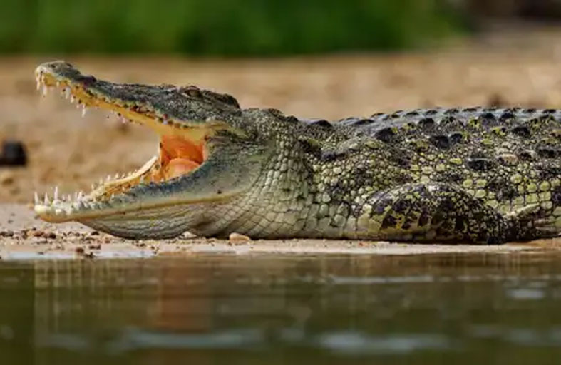 التماسيح تحاصر رجلاً وابنه 