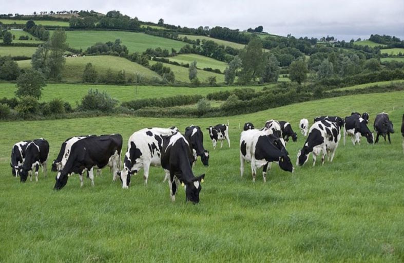 لتحسين الطبيعة.. إيرلندا تدرس إعدام 200 ألف رأس ماشية