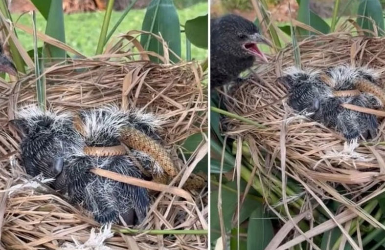 فيديو لأفعى تلتهم صغار طائر عاجز 