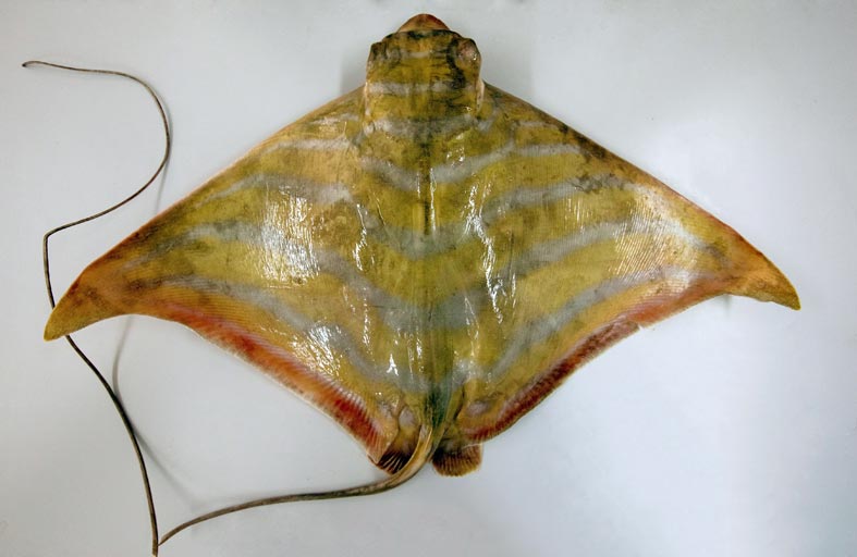 هيئة البيئة تكتشف نوعا جديدا من أسماك الراي في مياه أبوظبي