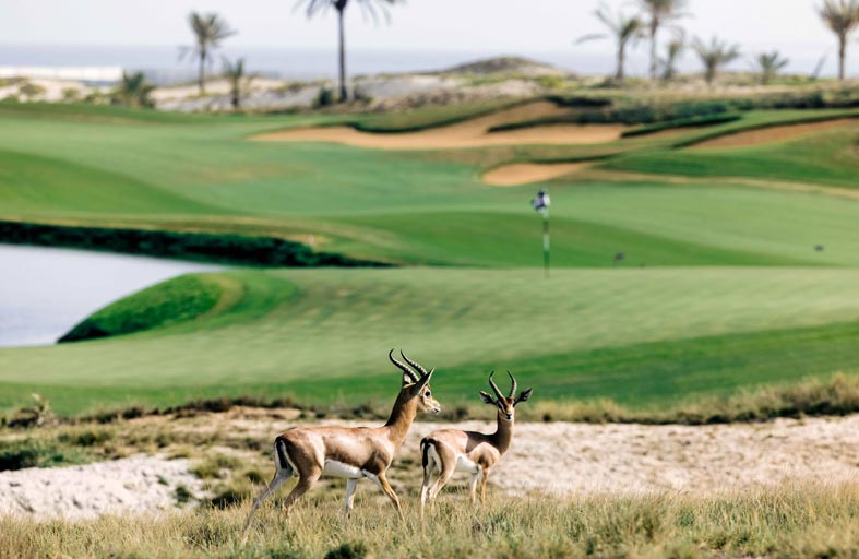  الفنادق المستدامة في الإمارات .. خدمات فاخرة وحماية لموارد الطبيعة