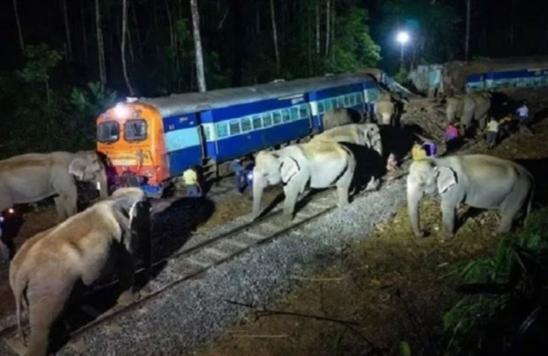 قطار سريع يصطدم بقطيع من 100 فيل 