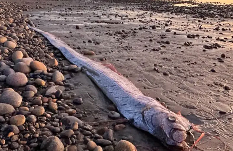 رصد نادر لسمكتي «يوم القيامة»