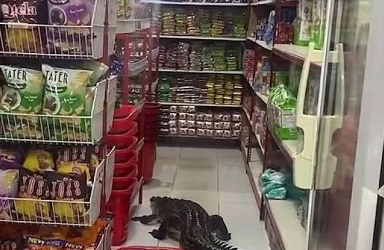 تمساح يرعب المتسوقين داخل متجر 