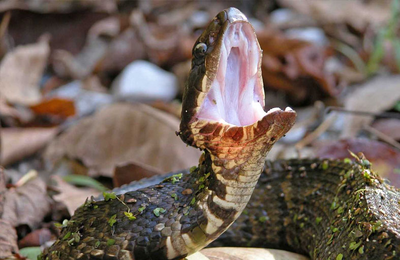 أفعى تحوّل شهر عسل إلى رحلة صراع مع الموت