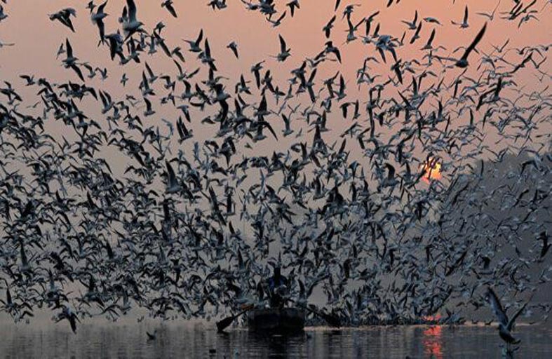 علماء: عدد الطيور في كوكبنا يزيد عن عدد سكانه