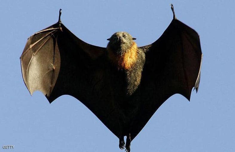 الخفافيش وفيروس كورونا.. حقيقة مغايرة