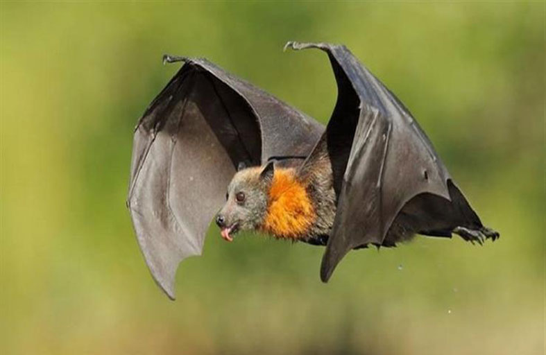 عالمة: الخفافيش بريئة ونحن المذنبون