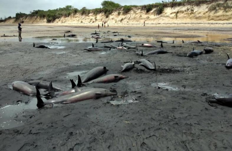 نفوق 100 دلفين قبالة سواحل موزمبيق