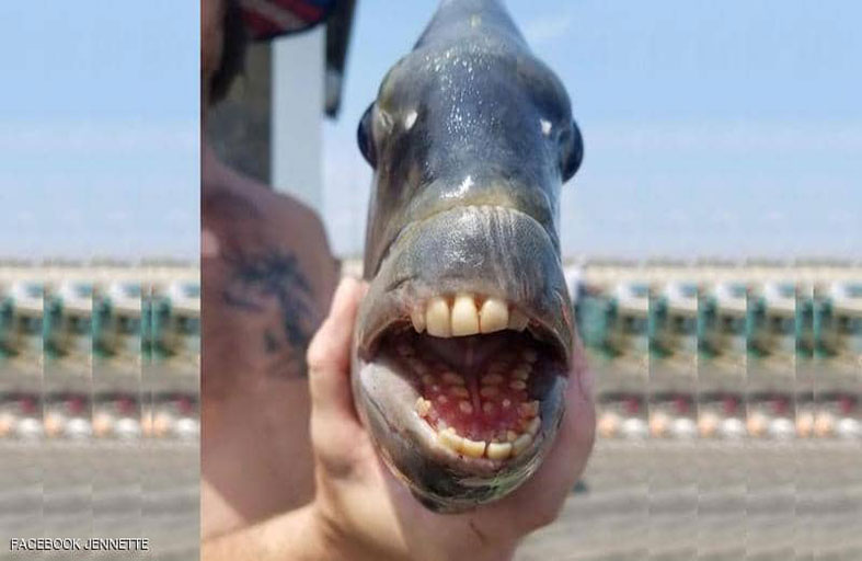 اصطياد سمكة مخيفة ذات أسنان بشرية