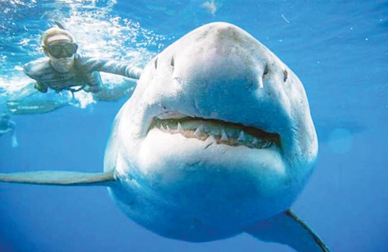 فلوريدا عاصمة هجمات أسماك القرش في العالم