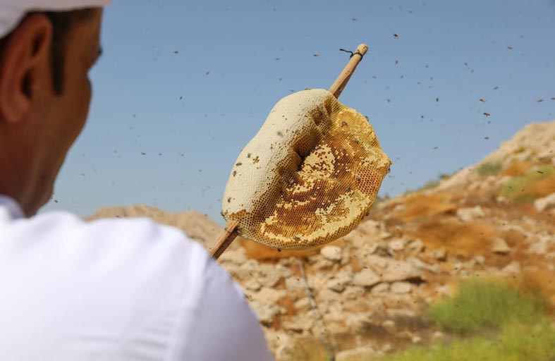 مع وجود أكثر من مليون و200 ألف خلية نحل -النحالون موضع اهتمام حكومي وشعبي 