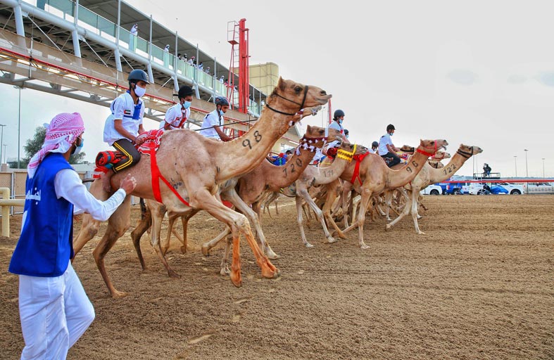 فتح باب التسجيل وإكمال الترتيبات لماراثون «اليوم الوطني للهجن» 