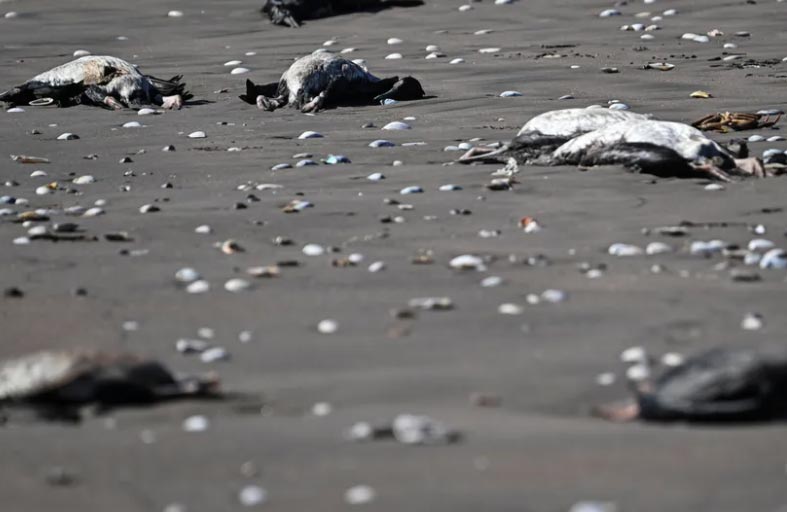 نفوق آلاف الطيور يحير تشيلي