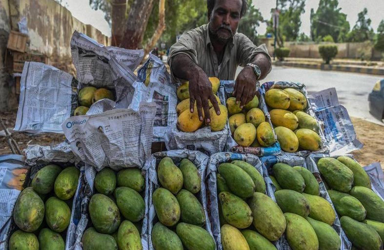إنتاج المانغو في باكستان يعاني من الحر وشحّ المياه 
