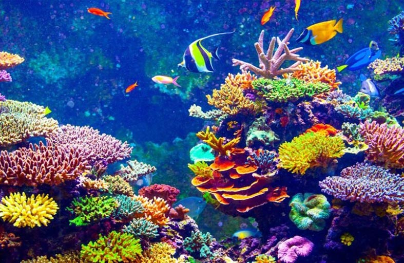العالم فقد 14 % من شعبه المرجانية