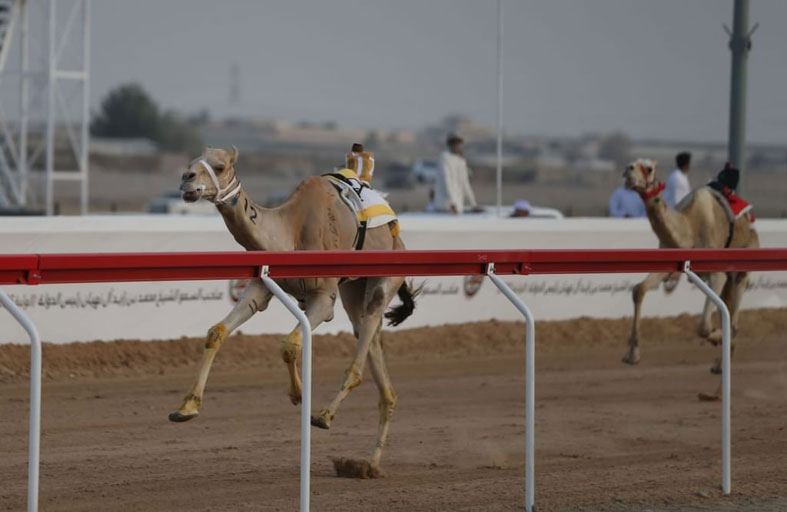 مهرجان محمد بن زايد لسباقات الهجن ومزاينة الإبل «الذيد» ينطلق 24 ديسمبر الجاري
