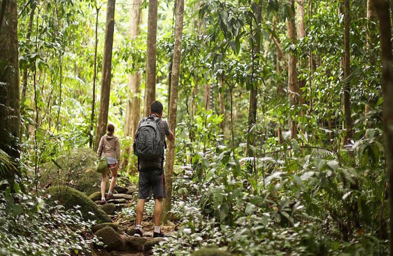 منح أقدم غابة ممطرة في العالم لسكان أصليين 