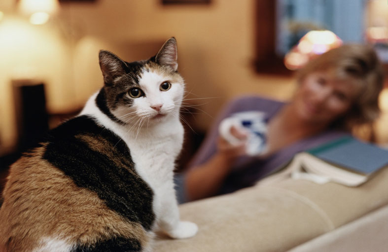 حساسية القطط قد تحمي من الإصابة بفيروس كورونا