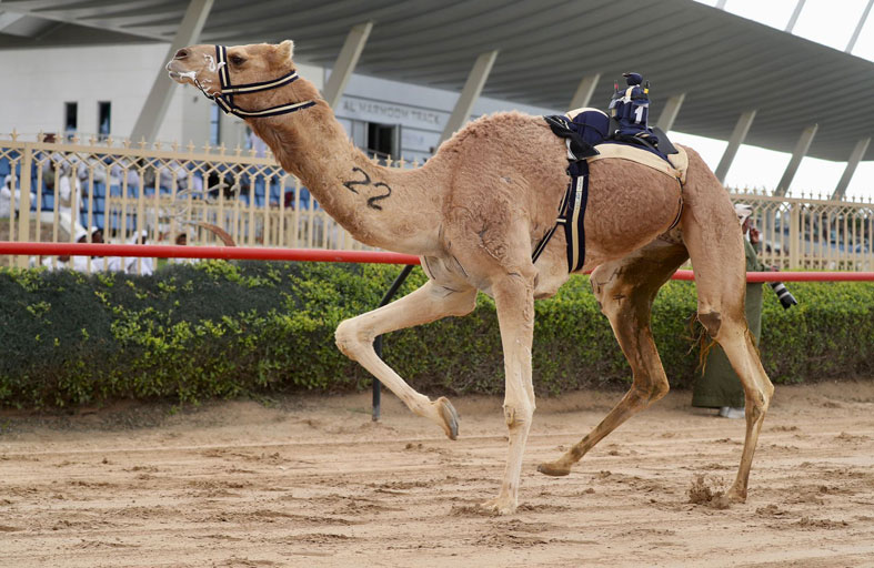 (العاصفة) تفوز بصدارة الثنايا البكار.. والشحانية بناموس الجعادين 
