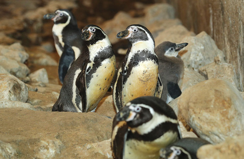 حديقة الحيوانات بالعين تحتفي بجهودها في حماية البطريق وتقدم أكبر معرض شاطئي في الشرق الأوسط