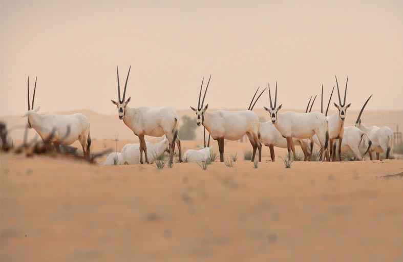 COP28 منصة عالمية لوضع حلول توائم بين التنمية الاقتصادية وحماية الموائل الطبيعية