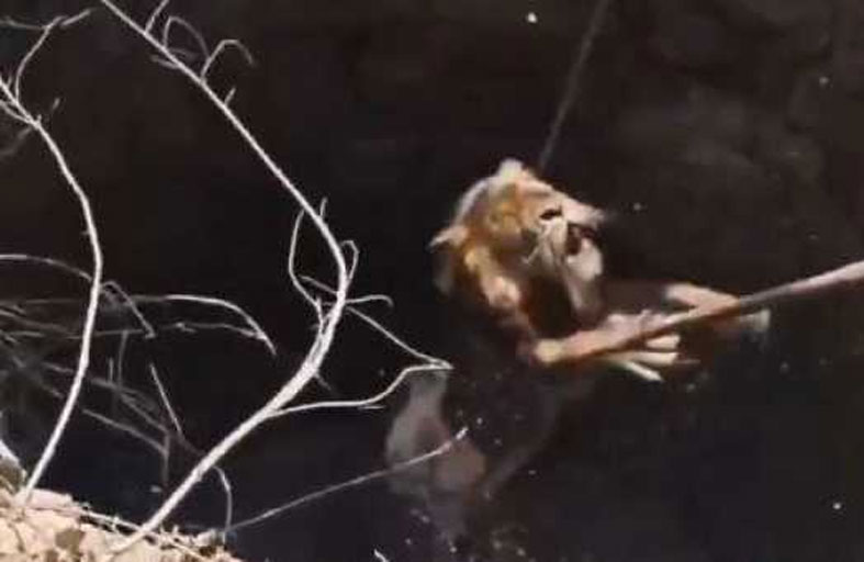 إنقاذ بطولي لأسد سقط في بئر 