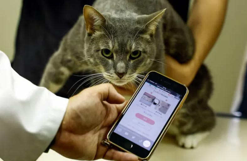 القطط تتلقى مساعدة صحية من الذكاء الاصطناعي 