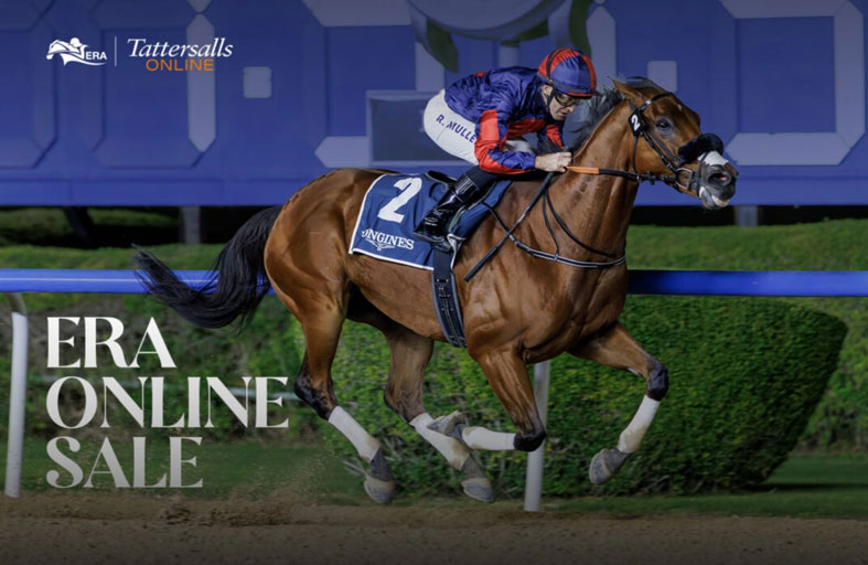 مزاد هيئة الإمارات لسباق الخيل يسجل مشاركة قياسية بزيادة 154%