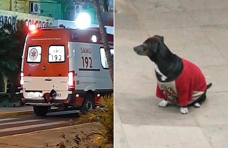 كلبة وفية تقتحم سيارة إسعاف للاطمئنان على مالكها