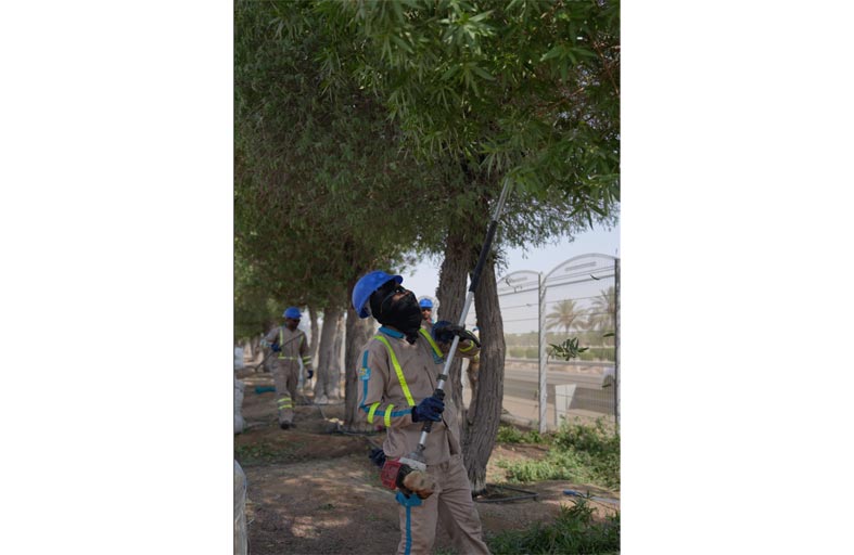 بلدية مدينة أبوظبي تحسّن جماليات أشجار الغاف ضمن مبادرة (الغاف رمز بيئتنا)
