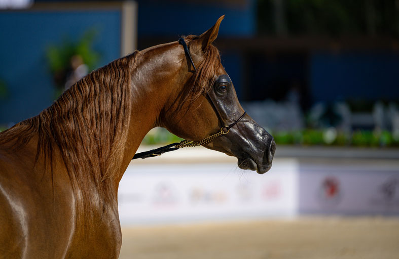 نخبة الأفراس والأمهار تتألق في اليوم الثاني لبطولة عجمان لجمال الخيل العربية