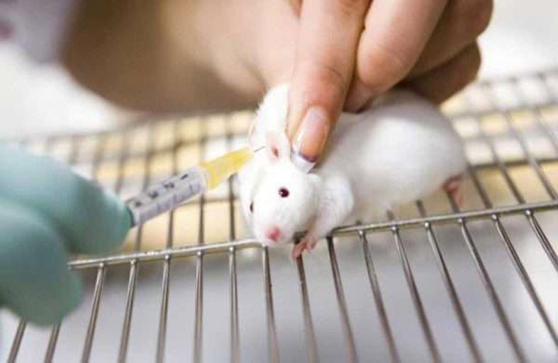 دراسة حديثة على الفئران قد تساعد في تفسير مرض عقلي لدى البشر!