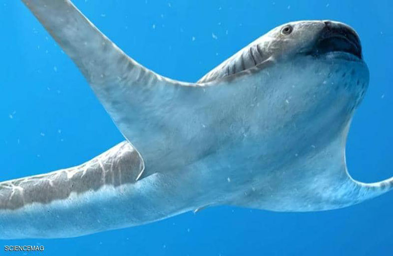 القرش المجنح.. علماء يكتشفون نوعا غريبا من الكائنات